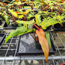 Load image into Gallery viewer, Philodendron Orange Marmalade, Exact Plant Ships Nationwide
