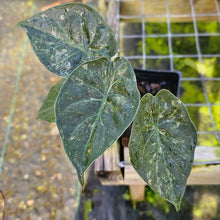 Load image into Gallery viewer, Alocasia Wentii Pink Splash Variegated 4" pot, Fedex 2day*