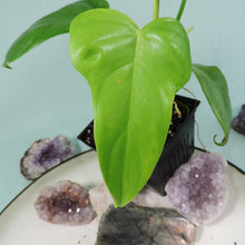 Load image into Gallery viewer, Philodendron Bipennifolium Golden Violin 4" pot, Fedex 2day*