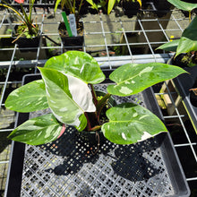 Load image into Gallery viewer, Philodendron White Princess Variegated exact plant, Fedex 2day*