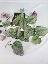 Load image into Gallery viewer, Philodendron Sodiroi True Form, Exact Plant