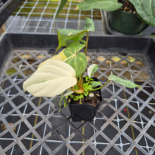 Load image into Gallery viewer, Philodendron Gloriosum variegated, Exact Plant Ships Nationwide