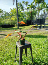 Load image into Gallery viewer, Philodendron Orange Marmalade, Exact Plant Ships Nationwide