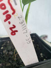 Load image into Gallery viewer, Microstictum, Philodendron