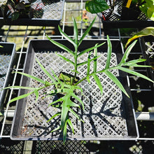 Load image into Gallery viewer, Philodendron Tortum, Exact Plant Wide Form