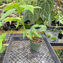 Load image into Gallery viewer, Rhaphidophora Decursiva, Exact Plant Ships Nationwide