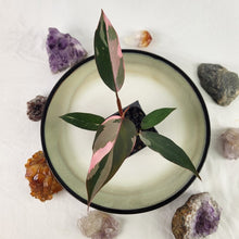 Load image into Gallery viewer, Philodendron Pink Princess Variegated 2.5" pot, Fedex 2day*