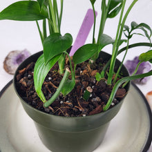 Load image into Gallery viewer, Monstera Subpinnata 6" pot, Fedex 2 day*