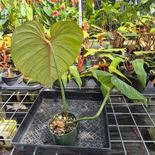 Load image into Gallery viewer, Philodendron Gloriosum, Pink Veined Back, Exact Plant Ships Nationwide