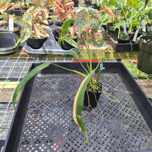 Load image into Gallery viewer, Philodendron Holtonianum Variegated, Exact Plant Ships Nationwide