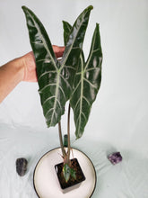 Load image into Gallery viewer, Longiloba Denudata, Exact Plant, Alocasia