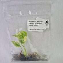 Load image into Gallery viewer, Monstera Deliciosa Legacy variegated tissue culture 2DayAir