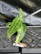 Load image into Gallery viewer, Philodendron Jose Buono, Exact Plant Variegated Ships Nationwide