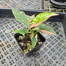 Load image into Gallery viewer, Syngonium Red Spot Tricolor Variegated exact plant, Fedex 2day*