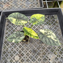 Load image into Gallery viewer, Alocasia Baginda Dragon Scale Albo Aurea Bicolor variegated exact plant, Fedex 2day*