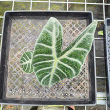Load image into Gallery viewer, Alocasia Longiloba Lowii, Exact Plant Ships Nationwide