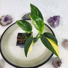 Load image into Gallery viewer, Monstera Standleyana Aurea, Exact Plant Variegated Ships Nationwide