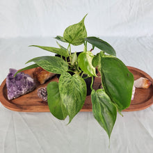 Load image into Gallery viewer, Philodendron Hederaceum, Heart Leaf Variegated 4" pot, Fedex 2 day*