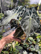 Load image into Gallery viewer, Alocasia Venom 4" pot, Fedex 2day*