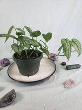 Load image into Gallery viewer, Siltepecana El Salvadore, exact plant, multi pot of 5, Monstera, ships nationwide