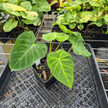 Load image into Gallery viewer, Philodendron Verrucosum Pseudoverrucosum Croat , Exact Plant Ships Nationwide
