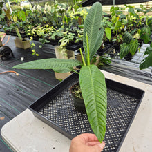 Load image into Gallery viewer, Philodendron Campii Lynette exact plant, Fedex 2day