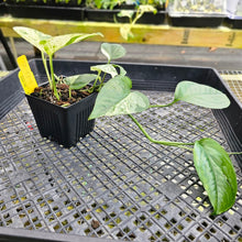Load image into Gallery viewer, Epipremnum Pinnatum Marble, Exact Plant Variegated Ships Nationwide