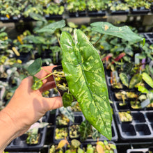 Load image into Gallery viewer, Alocasia Shattered Glass 2.5" pot, Fedex 2day*