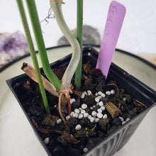 Load image into Gallery viewer, Philodendron Quercifolium, Exact Plant Ships Nationwide