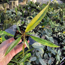 Load image into Gallery viewer, Philodendron Caramel Marble variegated 2.5" pot, Fedex 2day*