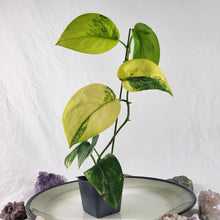 Load image into Gallery viewer, Scindapsus Jade Satin Aurea, Exact Plant Variegated