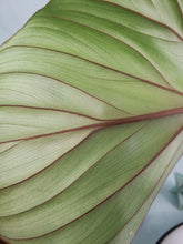 Load image into Gallery viewer, Plowmanii, Exact Plant, Philodendron