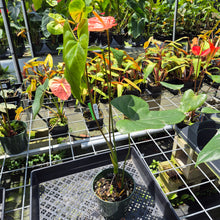 Load image into Gallery viewer, Anthurium Shibori Koi "orange speckled" exact plant, Fedex 2day*