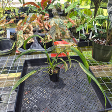 Load image into Gallery viewer, Philodendron Holtonianum Variegated, Exact Plant Ships Nationwide