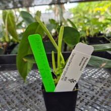 Load image into Gallery viewer, Philodendron Patriciae, Exact Plant Ships Nationwide