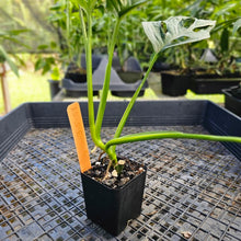 Load image into Gallery viewer, Monstera Adansonii Aurea, Exact Plant Variegated Ships Nationwide