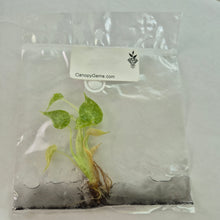 Load image into Gallery viewer, Alocasia Cucullata Mint Variegated tissue culture 2DayAir