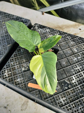 Load image into Gallery viewer, Philodendron Bipennifolium, Exact Plant Variegated Ships Nationwide
