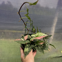 Load image into Gallery viewer, Syngonium Red Spot Tricolor Variegated exact plant, Fedex 2day