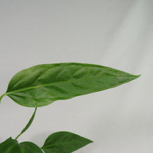 Load image into Gallery viewer, Anthurium Spectabile, small, ships nationwide