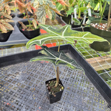Load image into Gallery viewer, Alocasia sanderiana 'Nobilis' Aurea, Exact Plant Ships Nationwide