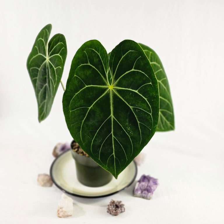 Anthurium Besseae Aff, Exact Plant Large