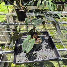 Load image into Gallery viewer, Anthurium Ace Of Spades X Papillilaminum exact plant, Fedex 2day*