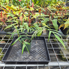 Load image into Gallery viewer, Philodendron Polypodioides, Exact Plant Ships Nationwide