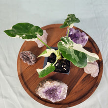 Load image into Gallery viewer, Alocasia Odora, Okinawa Silver Variegated 2.5" Pot, Fedex 2 day*