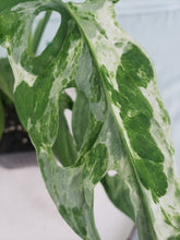 Load image into Gallery viewer, Mint Indonesia, exact plant, variegated Monstera Adansonii, ships nationwide