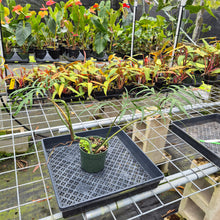 Load image into Gallery viewer, Philodendron Polypodioides, Exact Plant Ships Nationwide