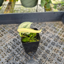Load image into Gallery viewer, Scindapsus Mayari, Exact Plant Variegated Ships Nationwide