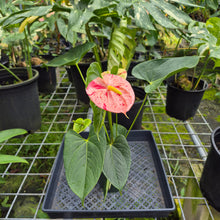 Load image into Gallery viewer, Anthurium Shibori, Exact Plant Variegated