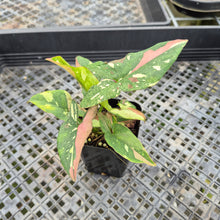 Load image into Gallery viewer, Syngonium Red Spot Tricolor Variegated exact plant, Fedex 2day*
